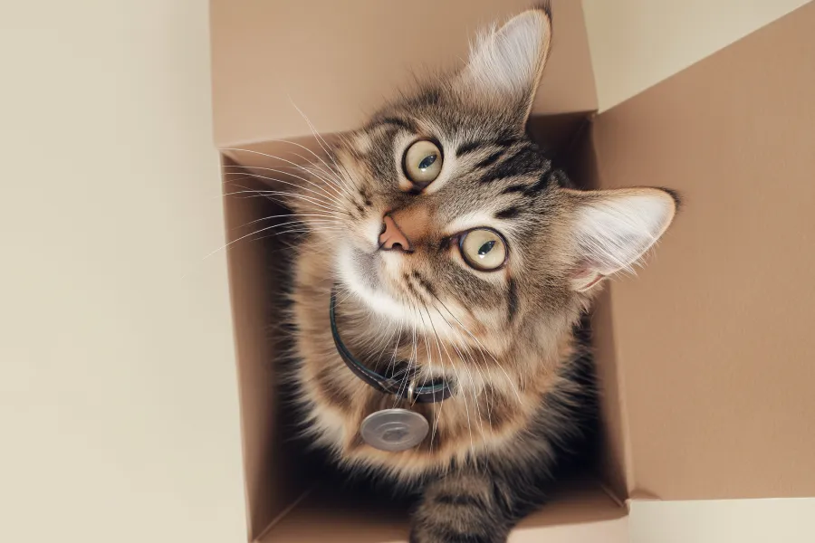 Why a Collapsible Cat Tunnel with Toys is a Must-Have for Your Cat?